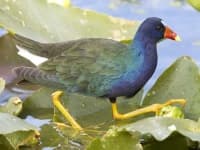 Sample 4 – European gallinule