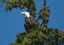Sample 1 – Bald eagle