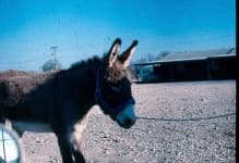 Sample 3 – Mule