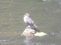 Sample 5 – Water ouzel