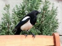 Sample 3 – Magpie