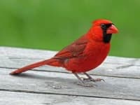 Sample 4 – Cardinal