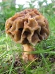 Sample 5 – Gyromitra