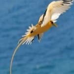 Sample 1 – White tailed tropic