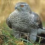 Sample 6 – Northern goshawk