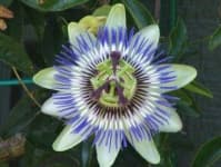 Sample 3 – Passion flower