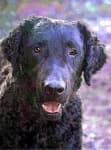 Sample 4 – Curly coated retriever