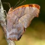 Sample 3 – Mark butterfly