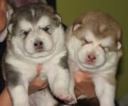 Sample 1 – Malamute