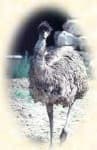 Sample 1 – Emu