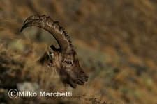 Sample 6 – Ibex