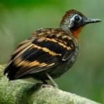 Sample 2 – Antbird