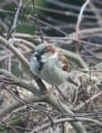 Sample 6 – Sparrow