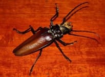 Sample 3 – Long horned beetle