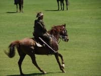 Sample 2 – Horse