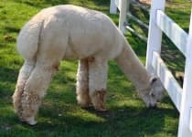 Sample 3 – Alpaca
