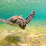 Sample 6 – Turtle