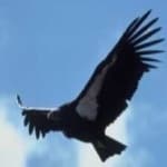 Sample 1 – California condor