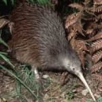 Sample 13 – Bird kiwi