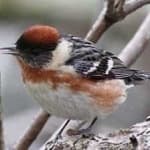 Sample 1 – Bay breasted warbler