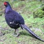 Sample 19 – Mikado pheasant