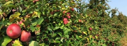 Sample 1 – Apple