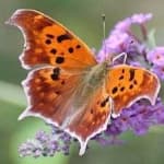 Sample 5 – Mark butterfly