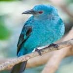 Sample 4 – Fairy bluebird