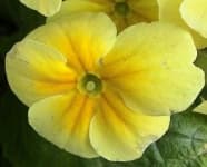 Sample 5 – Primula