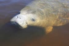 Sample 1 – Dugong