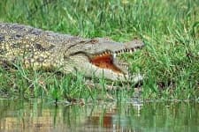 Sample 3 – African crocodile