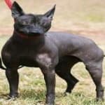 Sample of Mex hairless