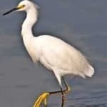 Sample of Snowy egret