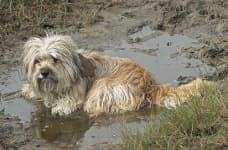 Sample 5 – Tibetan terrier