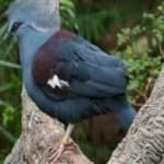 Sample 6 – Crowned pigeon