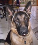 Sample 6 – German shepherd