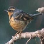 Sample 4 – Varied thrush