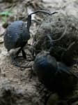 Sample 2 – Dung beetle