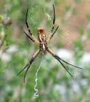 Sample 6 – Black and gold garden spider