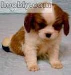 Sample 6 – Blenheim spaniel