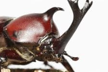Sample 5 – Rhinoceros beetle