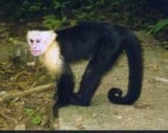 Sample 4 – Capuchin