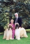 Sample 4 – Afghan hound