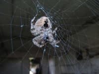 Sample 1 – Barn spider