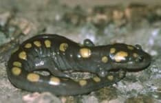Sample 4 – Spotted salamander