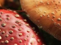 Sample 1 – Agaric