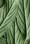 Sample 2 – Veined