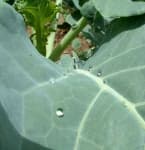 Sample 4 – Broccoli