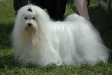 Sample 1 – Maltese dog