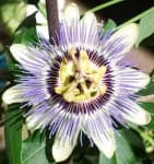 Sample 2 – Passion flower
